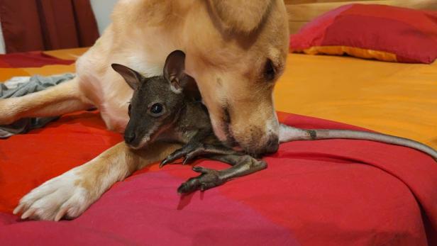 Tierische Patchworkfamilie: Hund kümmert sich um Känguru-Waisen