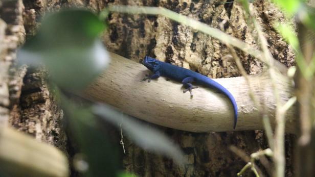 ++ HANDOUT ++ SALZBURG: HIMMELBLAUER ZWERGTAGGECKO IM ZOO SALZBURG Seltene Echsenart zieht in den Salzburger Zoo ein
