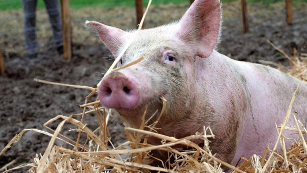 Protest vor Schweinezuchtbetrieb: Streit um „Mickey und Jackie“