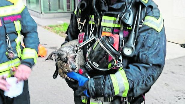 Der Dackel wurde aus einer brennenden Wohnung gerettet