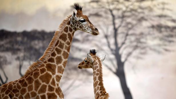 Giraffen haben ausgeprägteres Sozialverhalten als bisher bekannt