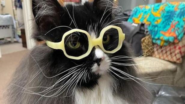 Social-Media-Star: Brille tragende Katze hilft in Arztordination mit