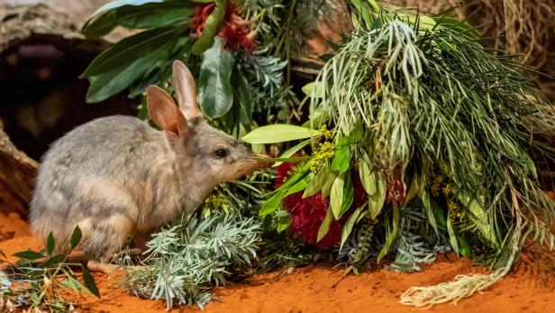 Ein Bilby bekommt im Taronga Zoo in Sydney, Australien, am 9. Dezember 2020 ein Weihnachtsgeschenk.