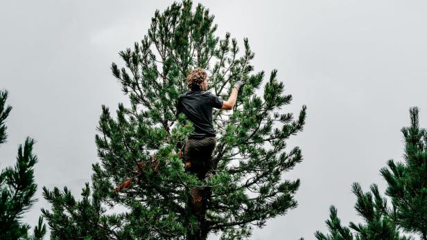 Die Zutaten für das Waldbier 2021 kommen aus den Tuxer Alpen