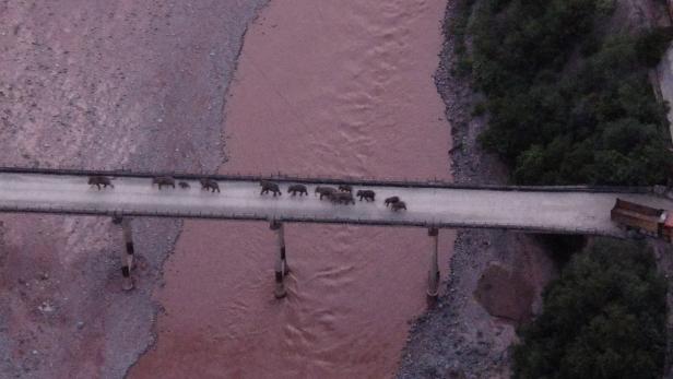 Die Herde auf der Brücke über den Yuanjiang-Fluss: