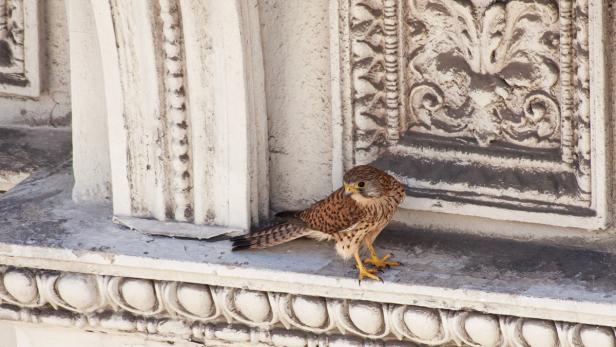 TURMFALKE Er steht auf das Leben in der City: Der Turmfalke ist der am häufigsten anzutreffende Greifvogel im Stadtgebiet. Mit 250-400 Brutpaaren in Wien ist der „Falco tinnunculus“ sogar zum Forschungsobjekt der Uni Wien und des Naturhistorischen Museums avanciert
