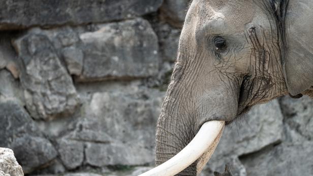 Welttag des Elefanten: Zahl der Tiere sinkt weiterhin drastisch