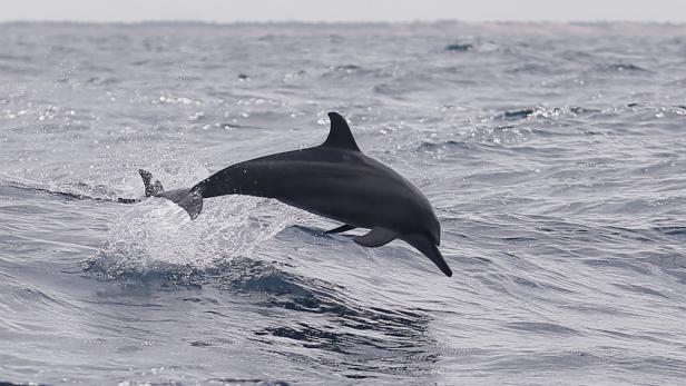 Wissenschaftliche Sensation: Erstmals Delfin beim Gähnen beobachtet