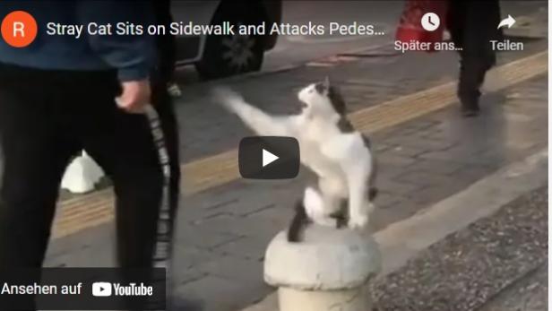 Kurios: Die böseste Katze der Welt attackiert Fußgänger