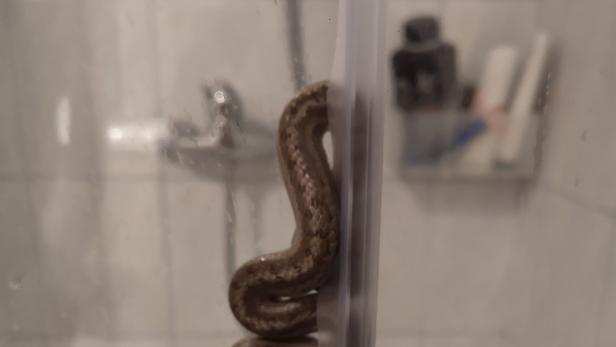 Schlangenalarm unter der Dusche im Waldviertel