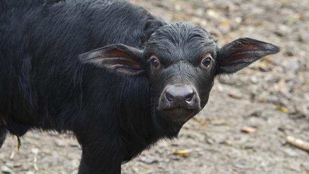 Ein junger, schwarzer Wasserbüffel steht auf einem Feld.