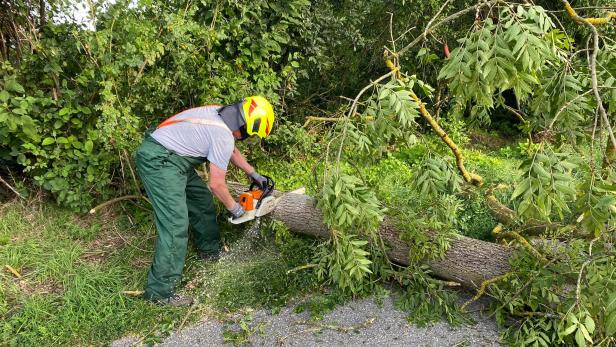 Sturmschaden: Baum versperrt Traisentalradweg