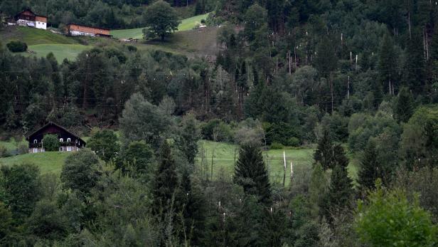 100 Staaten wollen bis 2030 Zerstörung der Wälder stoppen