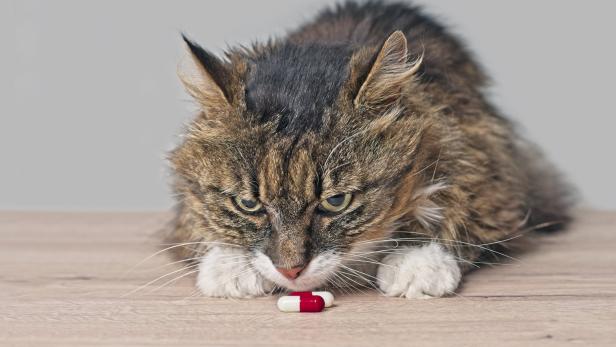 Antibiotikum für die Katze: Der Tierarzt muss das Rezept ausstellen.