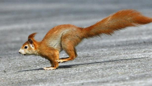 Ein Eichhörnchen rennt über eine graue Oberfläche.