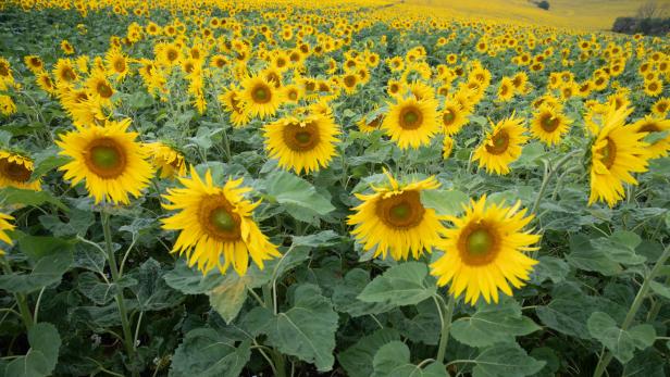 Kassen bei mehreren St. Pöltner Blumenfeldern aufgebrochen