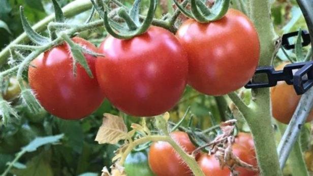 Rot vor Neid:  Die schönsten Tomaten