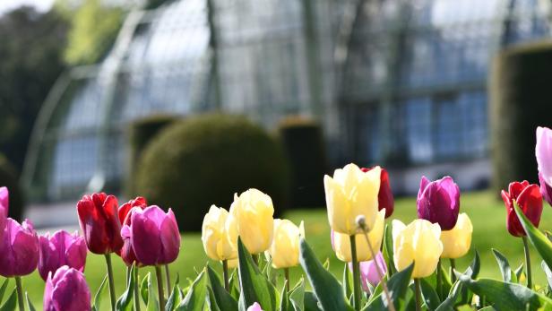 In Schönbrunn werden Blumenzwiebeln verschenkt