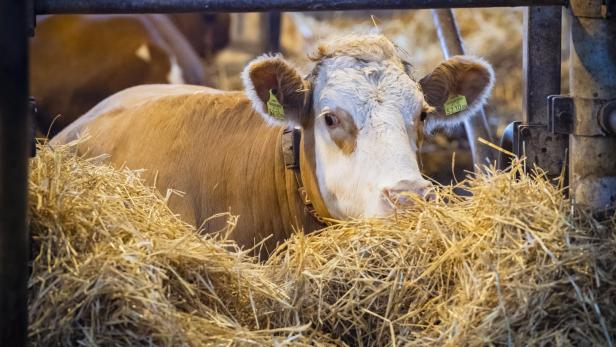 Burgenländische Bio-Rinderhalter sehen Existenz bedroht 