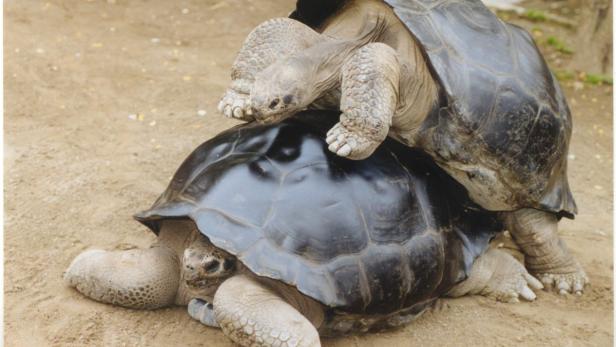 Bibi und Poldi im Reptilienzoo Happ. Nach Jahrzehnten in trauter Zweisamkeit können sich die Riesenschildkröten nicht mehr riechen. honorarfrei
