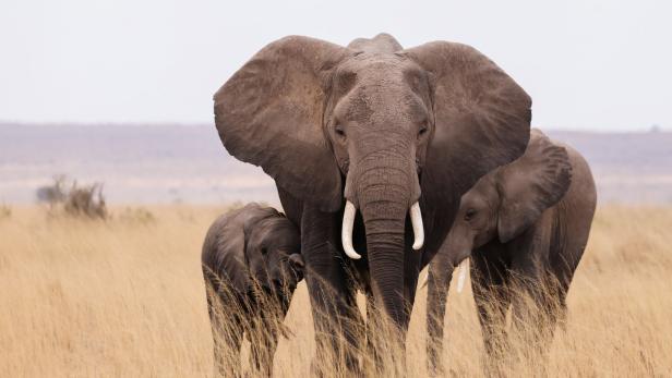 Elefanten sprechen mit dem Rüssel - auch im Infraschallbereich.