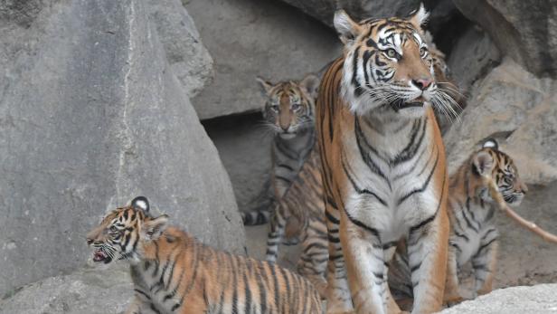 Sumatra-Tiger im Berliner Zoo