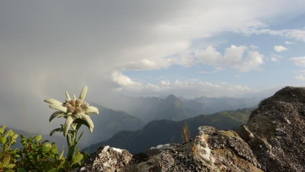Edelweiss and thunderstorms in the Alps