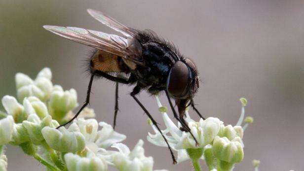 Kein Sex: Alkohol als Trost für Fliegen-Männchen