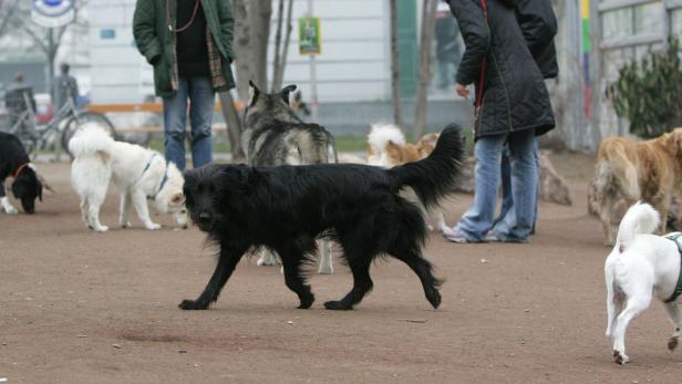 APAHEF15 - 21022007 - WIEN - OESTERREICH: ZU APA253 CI - Hunde beim ausgelassenen Herumtoben am Mittwoch, 21. Februar 2007, in einer Hundezone in Wien. HELMUT FOHRINGER