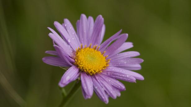 Alpen Aster (Aster alpinus)