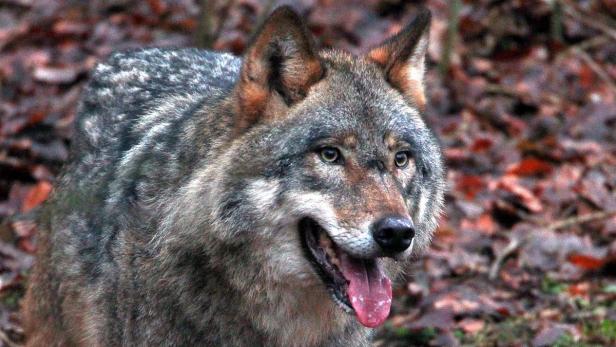 Ein Wolf steht mit geöffnetem Maul vor einem Hintergrund aus Laub.