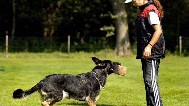 Ein Japanerin trainiert mit ihrem deutschen Schaeferhund