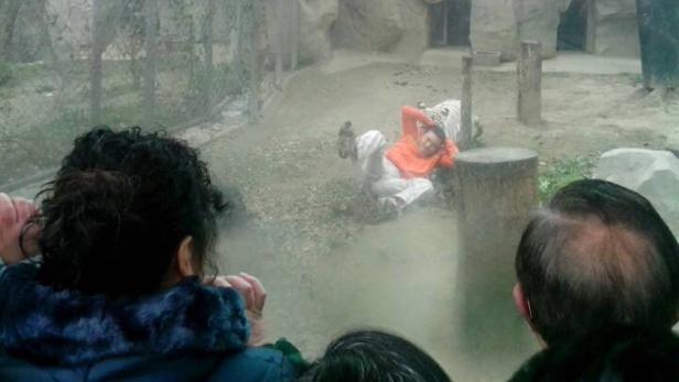 Ein Mann liegt in einem Tigergehege, während andere Personen zusehen.