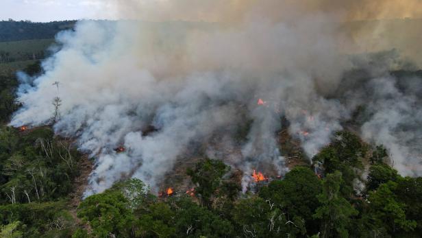 Amazonas: Viele Brände und schlimmste Abholzung seit Jahren
