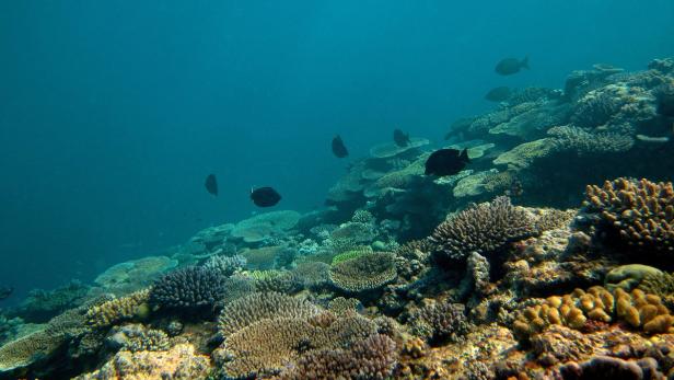 Das Weltnaturerbe ist weiterhin stark bedroht. Die ansteigenden Meerestemperaturen zerstören die Korallen.