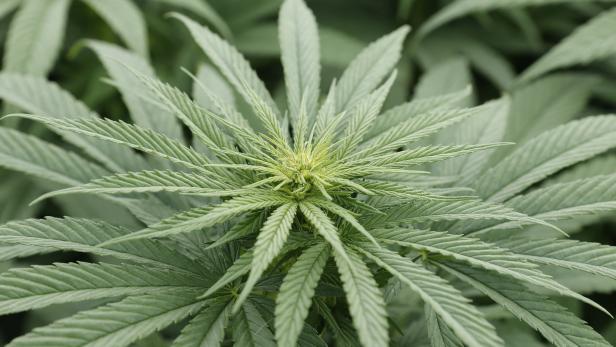 Mutmaßlicher Cannabis-Betrug: 10 Millionen Euro "verschwunden"?
