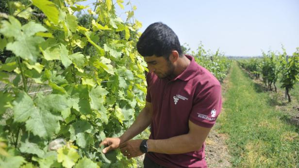 Flüchtling aus Afghanistan mit Liebe zum Weinbau