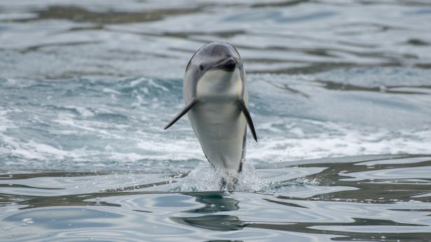 Sexuell frustrierter Delfin bedrängt Badegäste in England