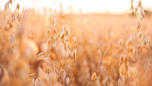 Ein Feld mit reifem Hafer im goldenen Abendlicht.
