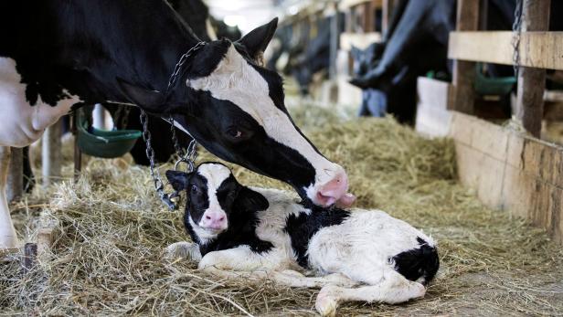 FILE PHOTO: A dairy cow cleans her newly born calf on a dairy farm in Saint-Valerien-de-Milton, southeast of Montreal