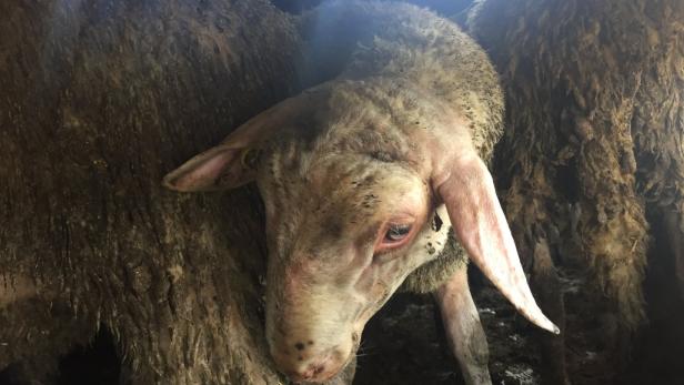 Hunderte Schafe ohne Betäubung getötet: Politik und Tierschützer im Clinch
