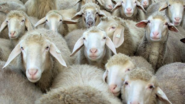 40 Schafe aus brennendem Stall in Kärnten gerettet