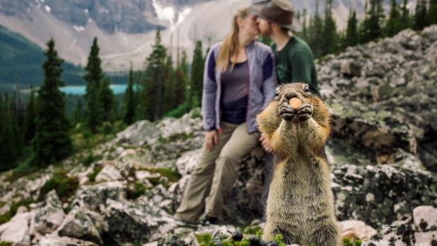 Das Eichhörnchen, das ein Verlobungsfoto störte
