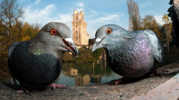 Faszinierend: Die besten Vogelbilder des Jahres