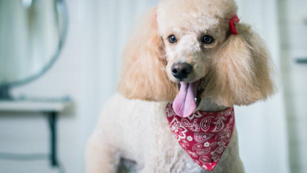 Preise für besonders erfolgreiche Hunde auf Instagram verliehen