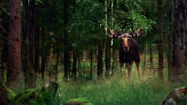 Big male Bull moose (Alces alces) in deep forest of Sweden. Big animal in the forest. Elk symbol of Sweden