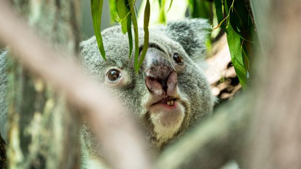 Zahl der Koalas in Australien sinkt rapide