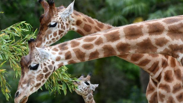 Wie Giraffenmännchen einer Inzucht vorbeugen