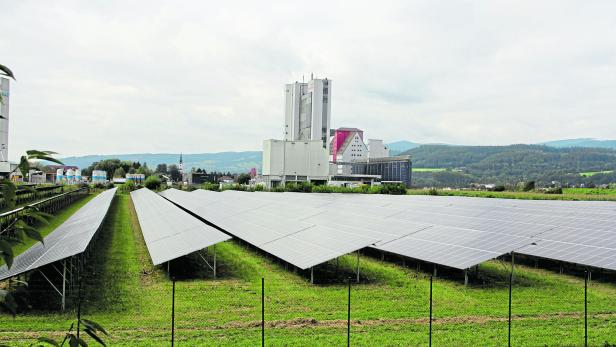 Im fünf Hektar großen Öko-Solar Biotop der RWA in Pöchlarn weiden Schafen und gedeihen Apfelbäume im Schutz spezieller PV-Paneele