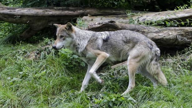 Kärntens Jagdreferent: "Koexistenz von Wolf und Bauer nicht möglich"